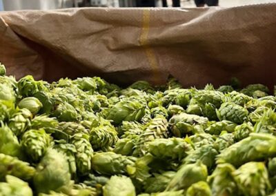 Brasserie Pleine lune - Houblon